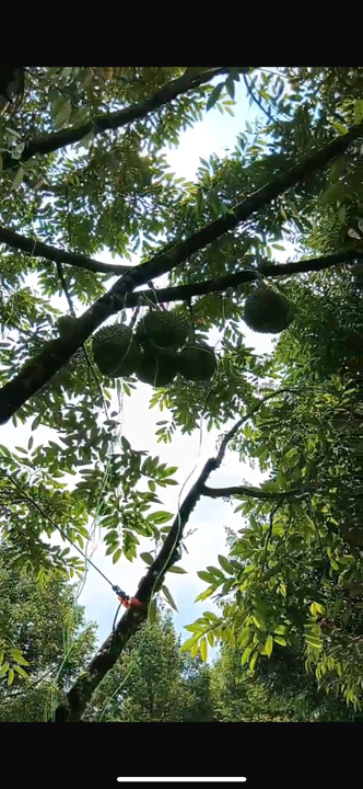 Durian Orchard Land for Sale – Selama, Perak, Perak, Selama