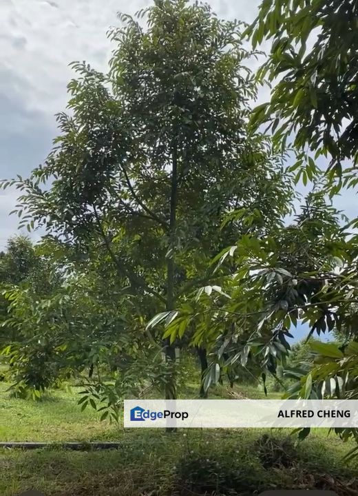Durian Orchard Land for Sale – Selama, Perak, Perak, Selama