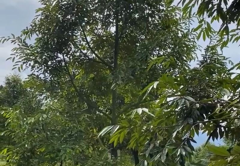 Durian Orchard Land for Sale – Selama, Perak