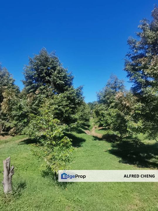 🏞️ DURIAN ORCHARD FOR SALE – SELAMA, PERAK, Perak, Selama