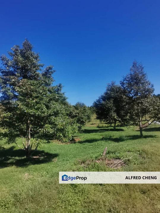 🏞️ DURIAN ORCHARD FOR SALE – SELAMA, PERAK, Perak, Selama