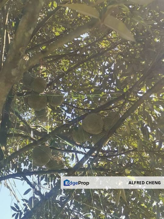 🏞️ DURIAN ORCHARD FOR SALE – SELAMA, PERAK, Perak, Selama