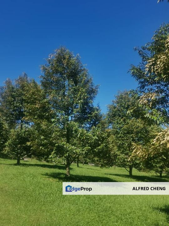 🏞️ DURIAN ORCHARD FOR SALE – SELAMA, PERAK, Perak, Selama