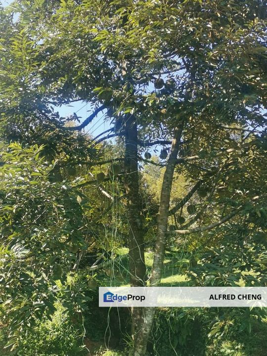🏞️ DURIAN ORCHARD FOR SALE – SELAMA, PERAK, Perak, Selama