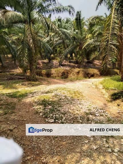 Kelapa Sawit Tanah Untuk DIJUAL@ Tawar Kedah 🌳🌳🌳 Land, Kedah, Baling