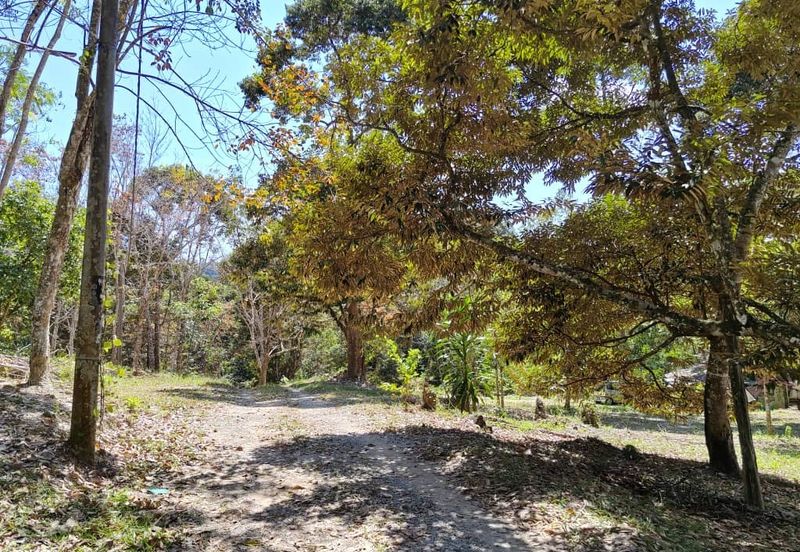 Durian Agriculture Land for Sale   📍 Merbok Kedah