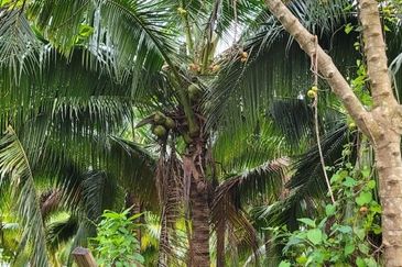 Tanah Bungalow Lot Untuk DIJUAL@ Taman Keladi Sungai Petani Kedah 🌳🌳🌳Land