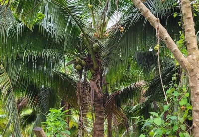 Tanah Bungalow Lot Untuk DIJUAL@ Taman Keladi Sungai Petani Kedah 🌳🌳🌳Land