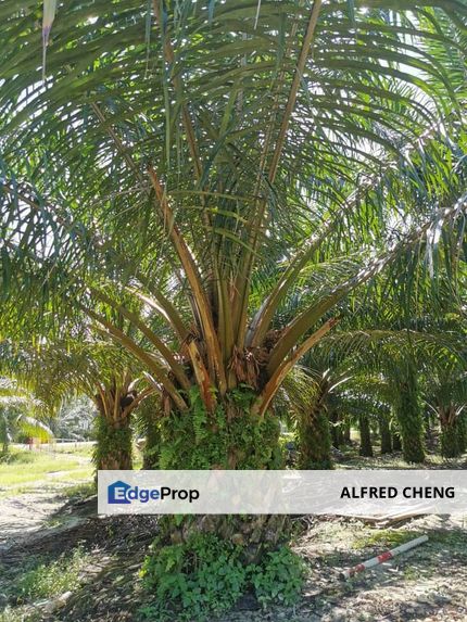 Agriculture Land for SALE Kelapa Sawit  📍 Tawar Baling Kedah, Kedah, Baling
