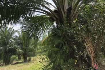 City Area Agriculture Land for Sale Zoning Commercial And Residential  📍 Sungai Petani Kedah 