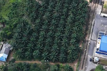 Tanah Sawit 2.9 ekar Kg Sayang Sedili Besar, Tepi Jalan Besar