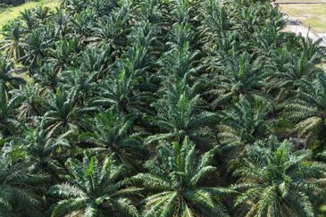 Tanah Sawit 2.9 ekar Kg Sayang Sedili Besar, Tepi Jalan Besar