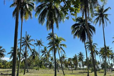Kampung Jambu Bongkok