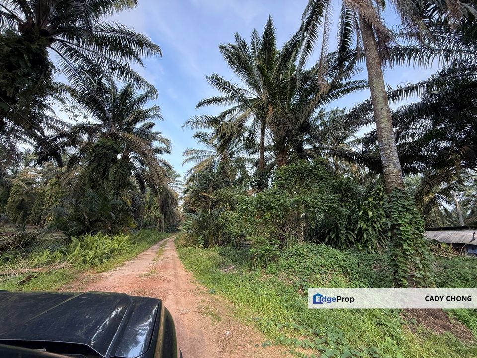 Pontian Jeram Batu Agriculture Land For Sale, Johor, Pontian