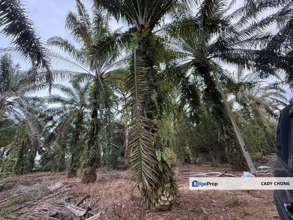 Pontian Jeram Batu Agriculture Land For Sale, Johor, Pontian