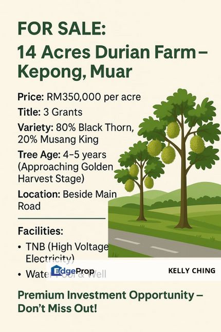 Durian Farm Muar Kepong  FOR SALE 14acres Musang & Black Thorn , Johor, Muar
