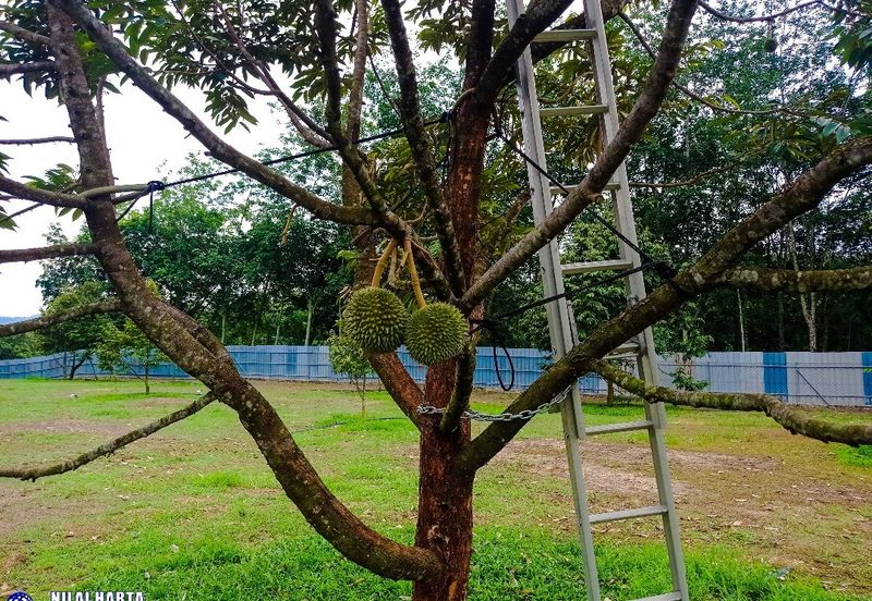 DURIAN PREMIUM LAND FOR SALE LOCATED AT KUALA KANGSAR PERAK FOR SALE