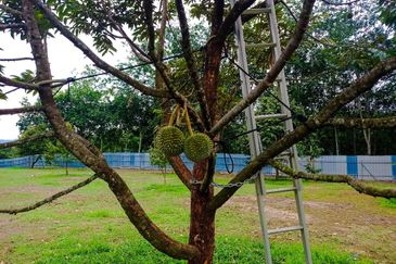 DURIAN PREMIUM LAND FOR SALE LOCATED AT KUALA KANGSAR PERAK FOR SALE