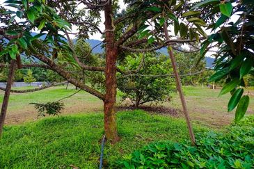 DURIAN PREMIUM LAND FOR SALE LOCATED AT KUALA KANGSAR PERAK FOR SALE