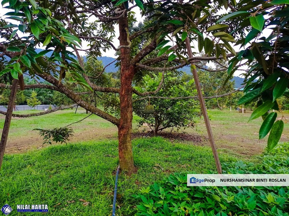 DURIAN PREMIUM LAND FOR SALE LOCATED AT KUALA KANGSAR PERAK FOR SALE, Perak, Kuala Kangsar