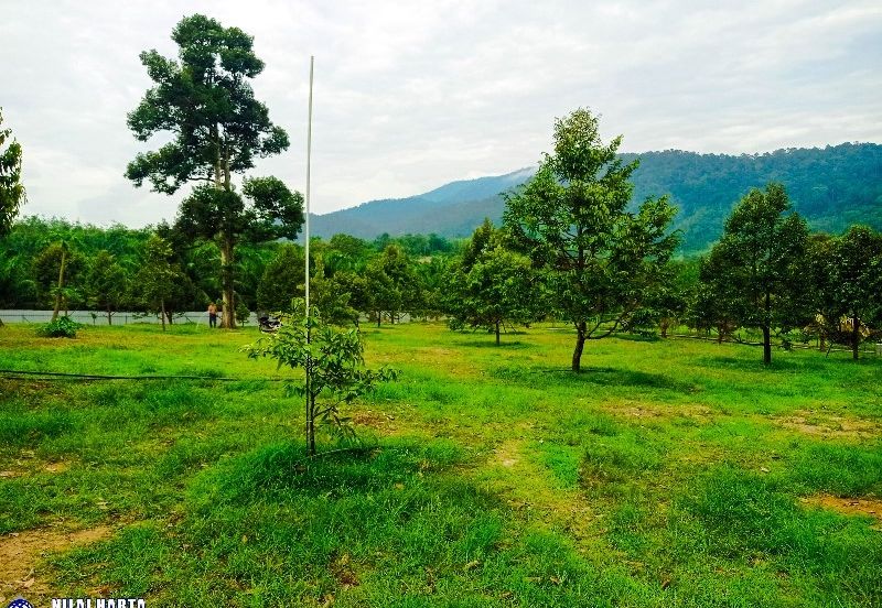 DURIAN PREMIUM LAND FOR SALE LOCATED AT KUALA KANGSAR PERAK FOR SALE