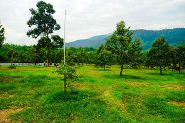 DURIAN PREMIUM LAND FOR SALE LOCATED AT KUALA KANGSAR PERAK FOR SALE