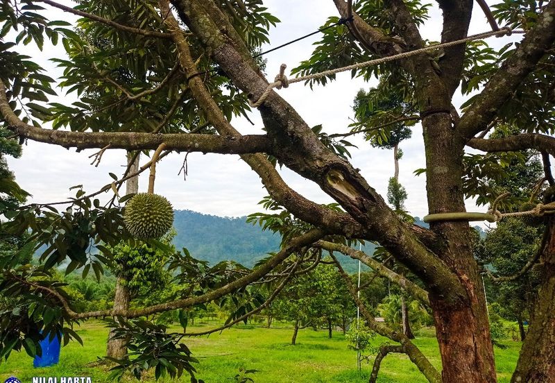 DURIAN PREMIUM LAND FOR SALE LOCATED AT KUALA KANGSAR PERAK FOR SALE