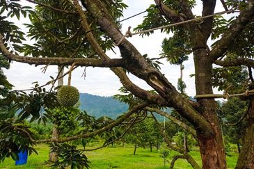 DURIAN PREMIUM LAND FOR SALE LOCATED AT KUALA KANGSAR PERAK FOR SALE