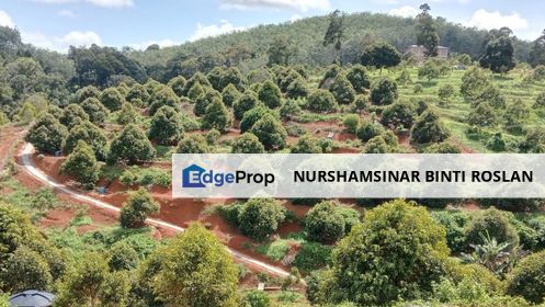 DURIAN MUSANG KING LAND FOR SALE, Perak, Kuala Kangsar