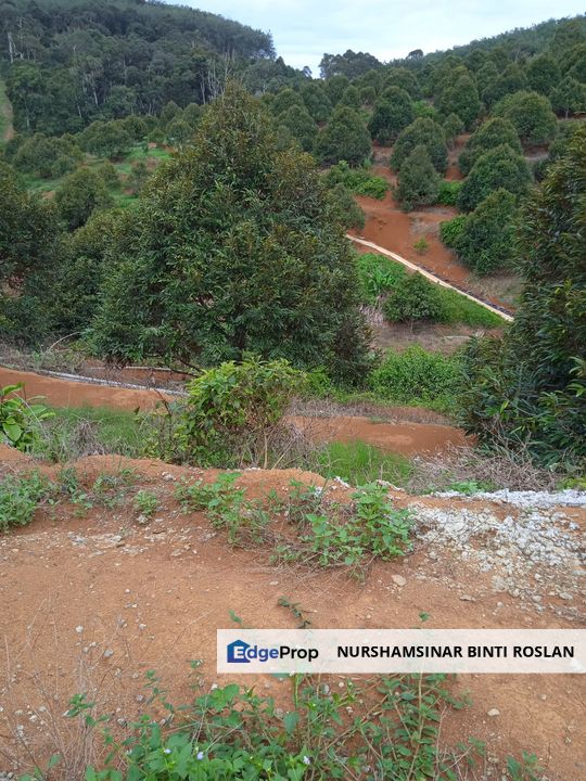 DURIAN MUSANG KING LAND FOR SALE, Perak, Kuala Kangsar