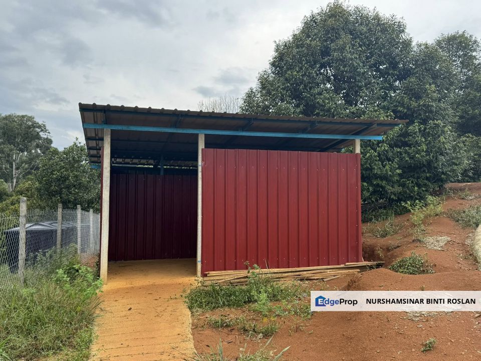 DURIAN MUSANG KING LAND FOR SALE, Perak, Kuala Kangsar