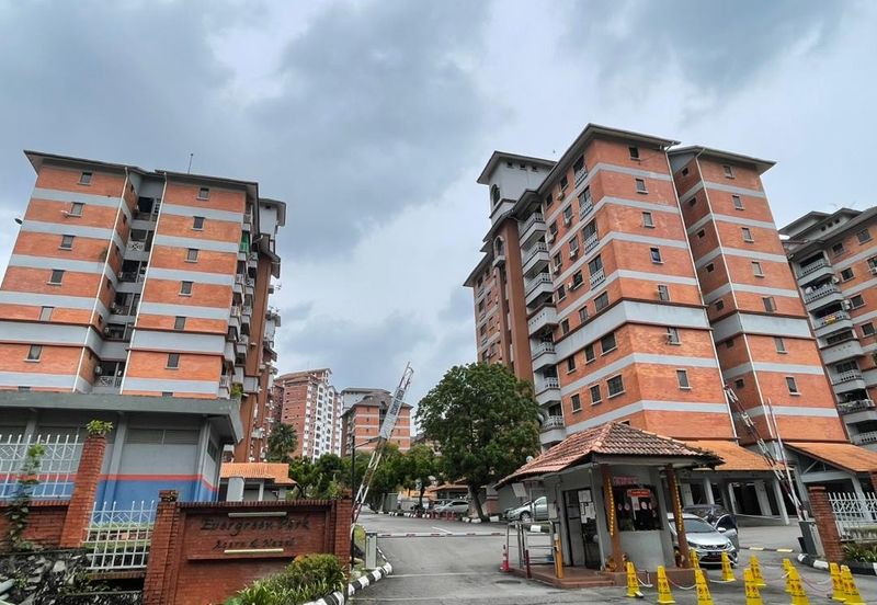 Evergreen Park Acorn and Hazel