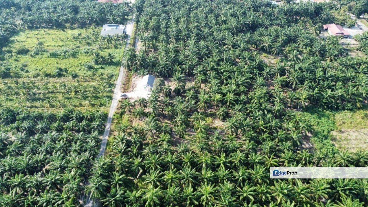  1 Ekar Tanah Sawit BAN RB, Sg Sireh Tanjung Karang, Selangor, Tanjong Karang 