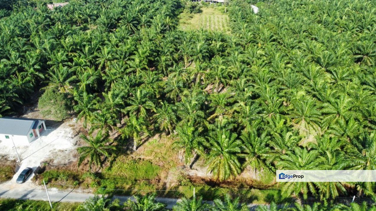  1 Ekar Tanah Sawit BAN RB, Sg Sireh Tanjung Karang, Selangor, Tanjong Karang 