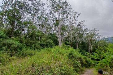Tanah Tepi Jalan Utama Gua Musang ke Cameron Highland