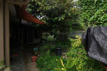 Anggerik Doritis @ Kota Kemuning