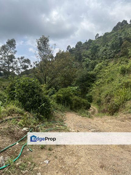 Tras Raud durian orchard for sale, Pahang, Bentong