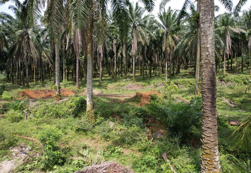 Rawang, Selangor | Industrial Zoning Land | Uncategorized Land | Freehold