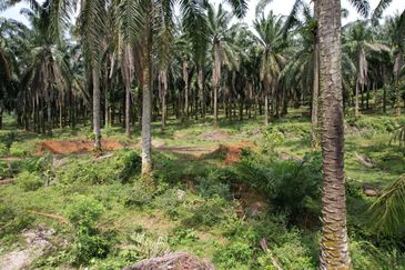 Rawang, Selangor | Industrial Zoning Land | Uncategorized Land | Freehold