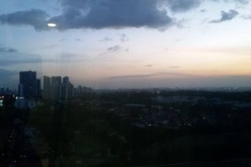 Cyperus @ Tropicana Gardens