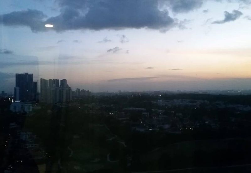 Cyperus @ Tropicana Gardens