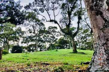 🔥 FOR SALE – DURIAN PLANTATION BATU PAHAT@ SENGGARANG – PONTIAN 🔥