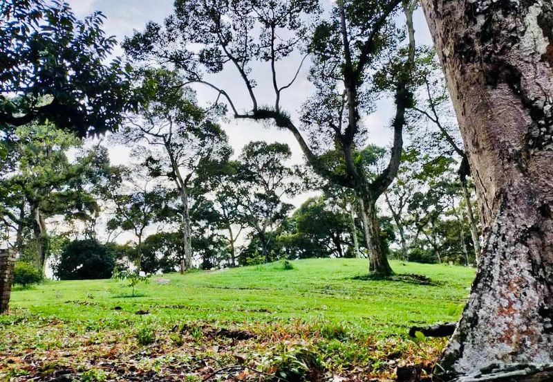 🔥 FOR SALE – DURIAN PLANTATION BATU PAHAT@ SENGGARANG – PONTIAN 🔥