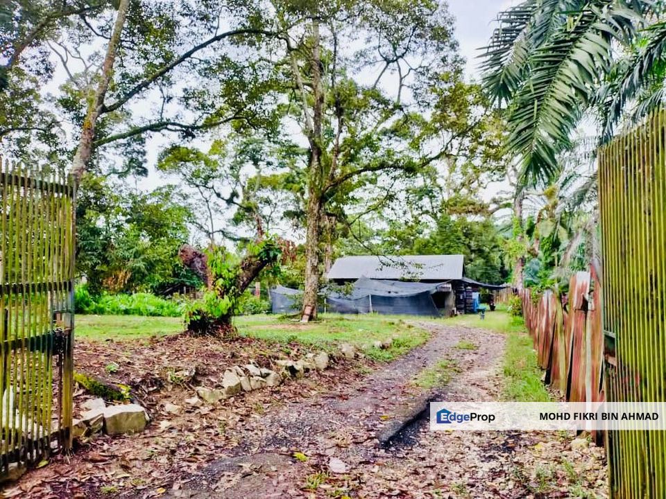 🔥 FOR SALE – DURIAN PLANTATION BATU PAHAT@ SENGGARANG – PONTIAN 🔥, Johor, Pontian