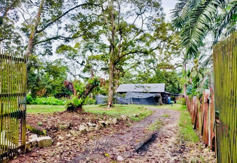 🔥 FOR SALE – DURIAN PLANTATION BATU PAHAT@ SENGGARANG – PONTIAN 🔥