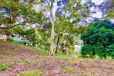 🔥 FOR SALE – DURIAN PLANTATION BATU PAHAT@ SENGGARANG – PONTIAN 🔥