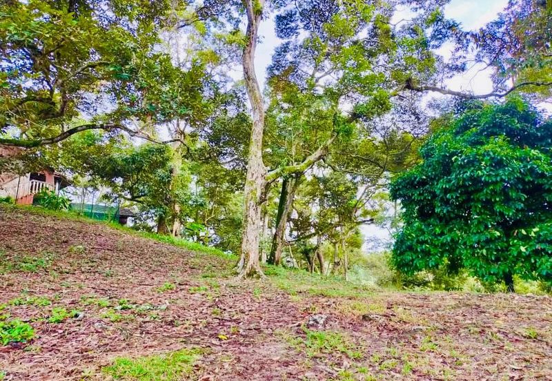 🔥 FOR SALE – DURIAN PLANTATION BATU PAHAT@ SENGGARANG – PONTIAN 🔥
