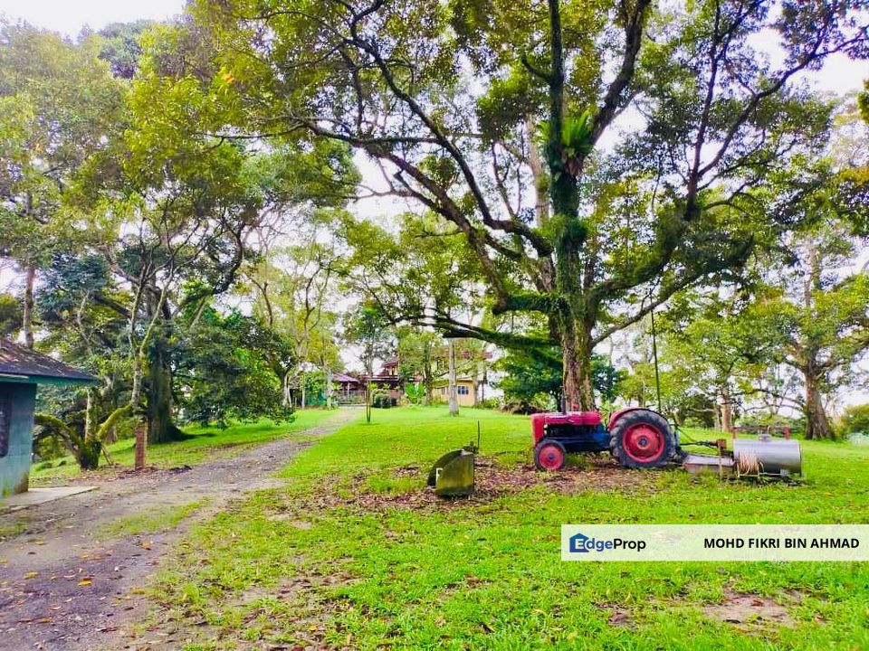 🔥 FOR SALE – DURIAN PLANTATION BATU PAHAT@ SENGGARANG – PONTIAN 🔥, Johor, Pontian