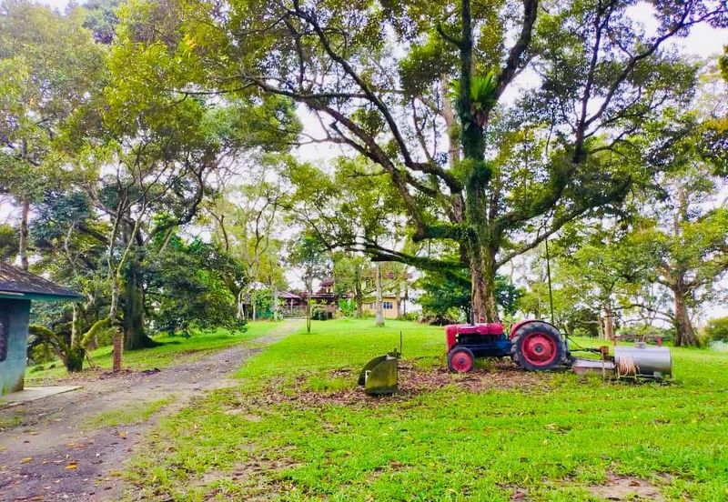 🔥 FOR SALE – DURIAN PLANTATION BATU PAHAT@ SENGGARANG – PONTIAN 🔥