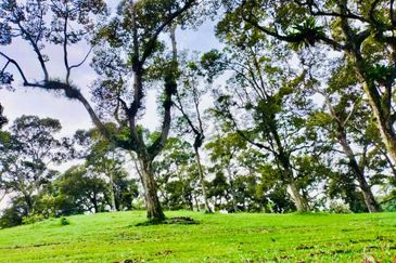 🔥 FOR SALE – DURIAN PLANTATION BATU PAHAT@ SENGGARANG – PONTIAN 🔥